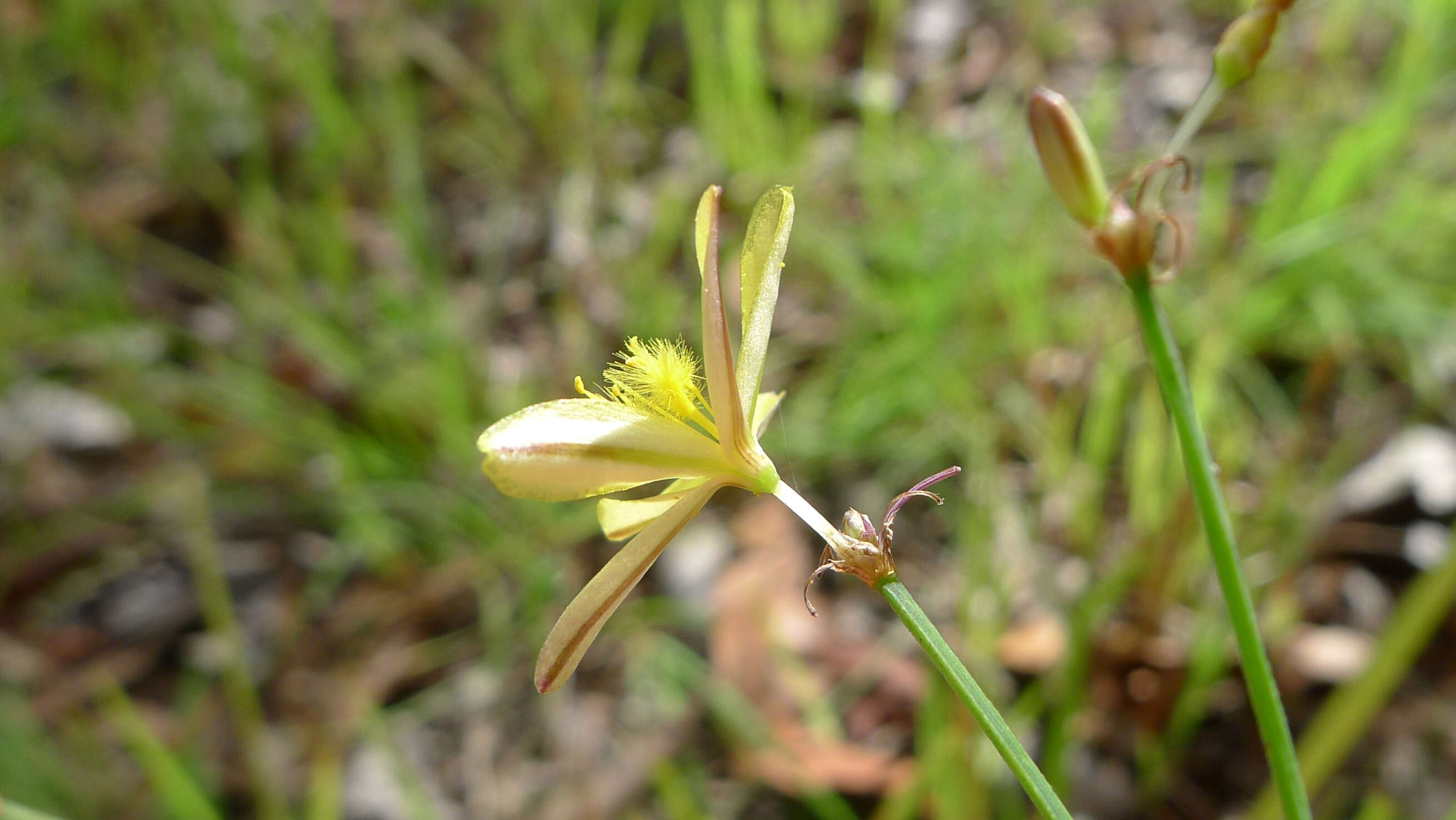 Image of Tricoryne elatior R. Br.