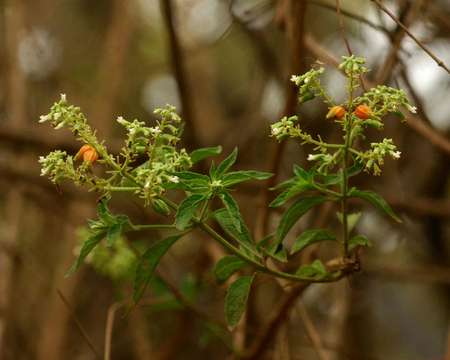 Image of Butterberries
