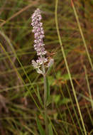 Image of Platostoma