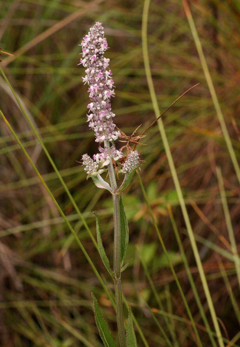 Image of Platostoma