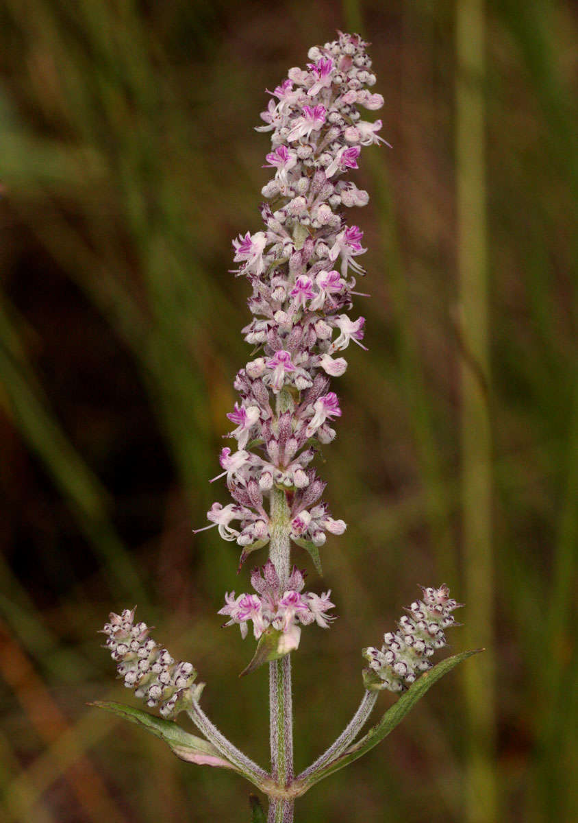 صورة Platostoma