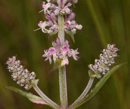 Image of Platostoma