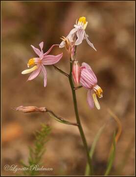 Image of Cyanella lutea L. fil.