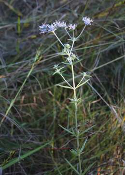 Image of Haumaniastrum sericeum (Briq.) A. J. Paton