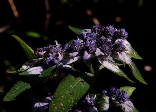 Image of Haumaniastrum villosum (Benth.) A. J. Paton