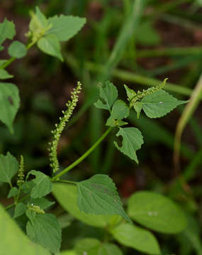 Image of Basilicum