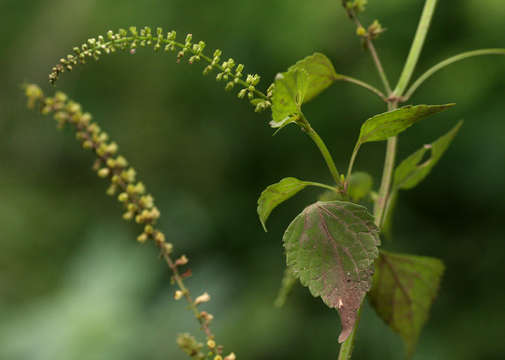 Image of Basilicum