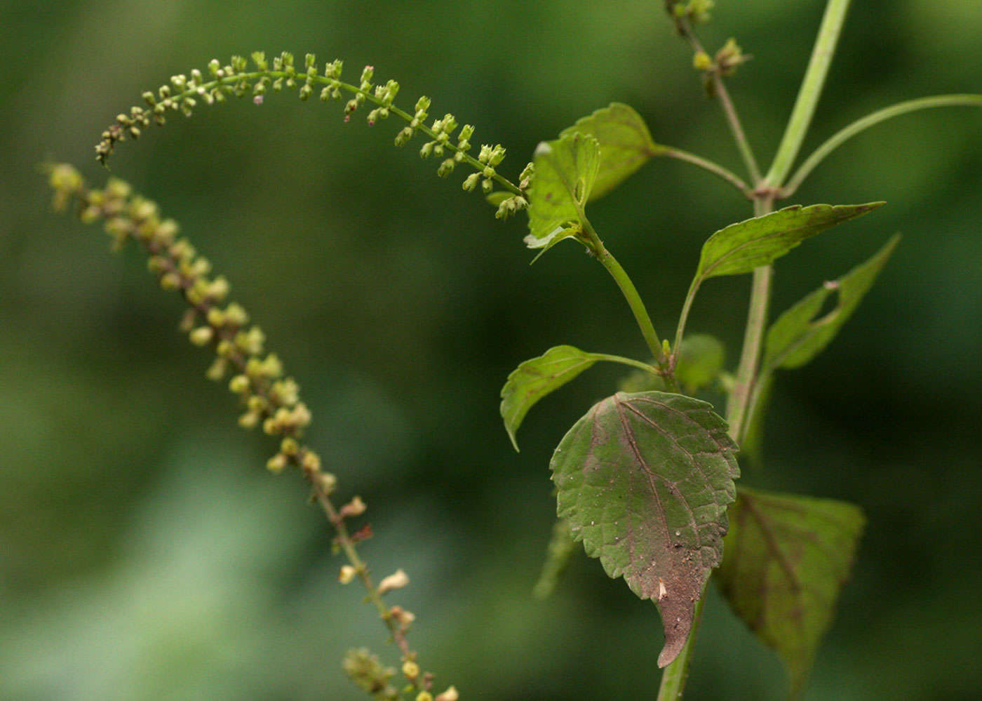 Basilicum resmi