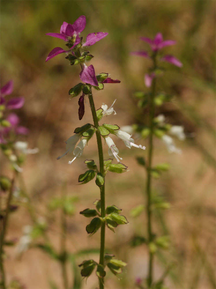 Image of Syncolostemon