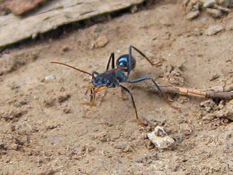 Image of Myrmecia gulosa (Fabricius 1775)