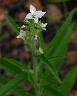 Image of Syncolostemon