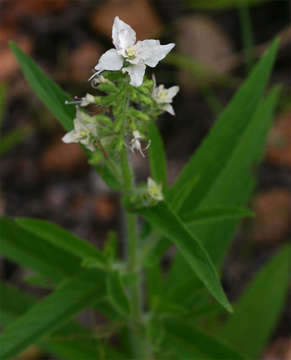 Image of Syncolostemon