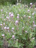 Image de Syncolostemon elliottii (Baker) D. F. Otieno