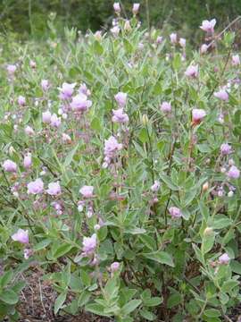 Image of Syncolostemon elliottii (Baker) D. F. Otieno