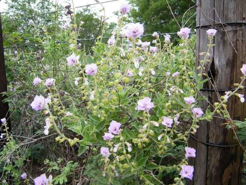 Image de Syncolostemon elliottii (Baker) D. F. Otieno