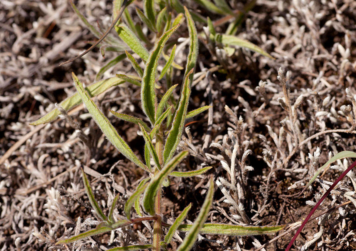 Imagem de Syncolostemon canescens (Gürke) D. F. Otieno