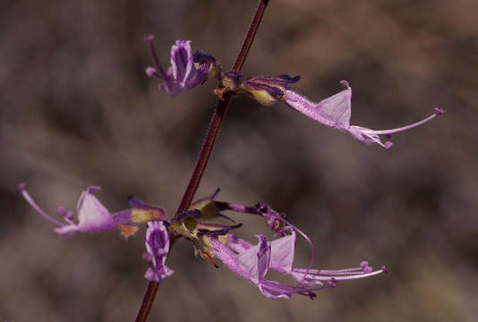 Image of Syncolostemon canescens (Gürke) D. F. Otieno