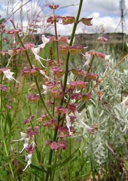 Image de Syncolostemon canescens (Gürke) D. F. Otieno