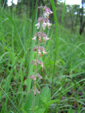 Image de Syncolostemon canescens (Gürke) D. F. Otieno