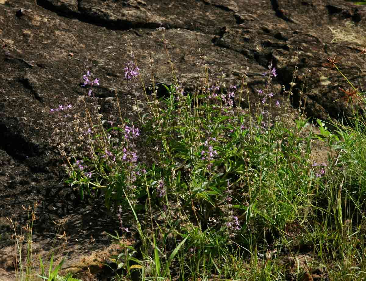 Imagem de Syncolostemon canescens (Gürke) D. F. Otieno