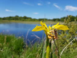 Image of yellow flag, yellow iris