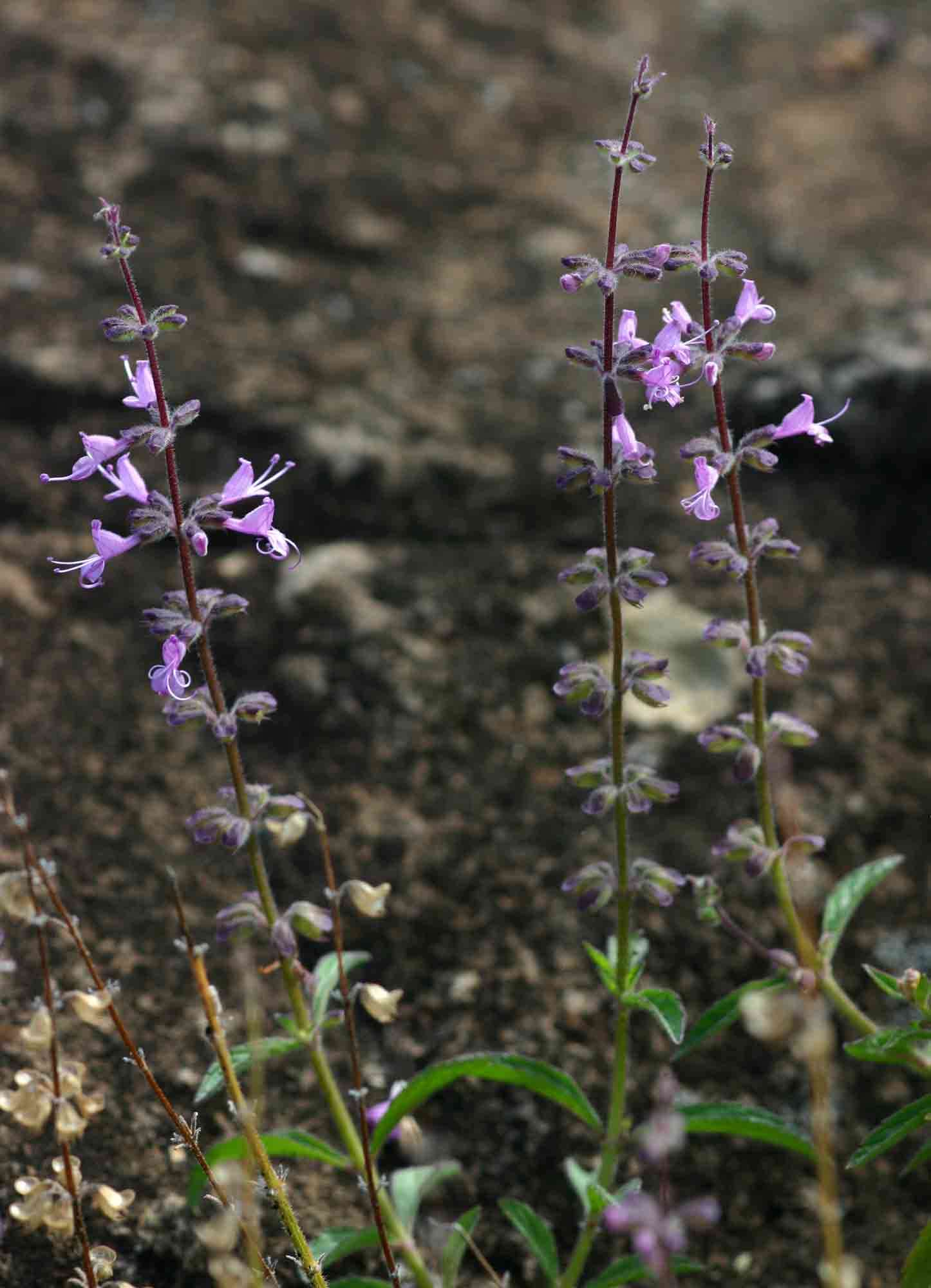 Imagem de Syncolostemon canescens (Gürke) D. F. Otieno