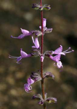 Image of Syncolostemon canescens (Gürke) D. F. Otieno