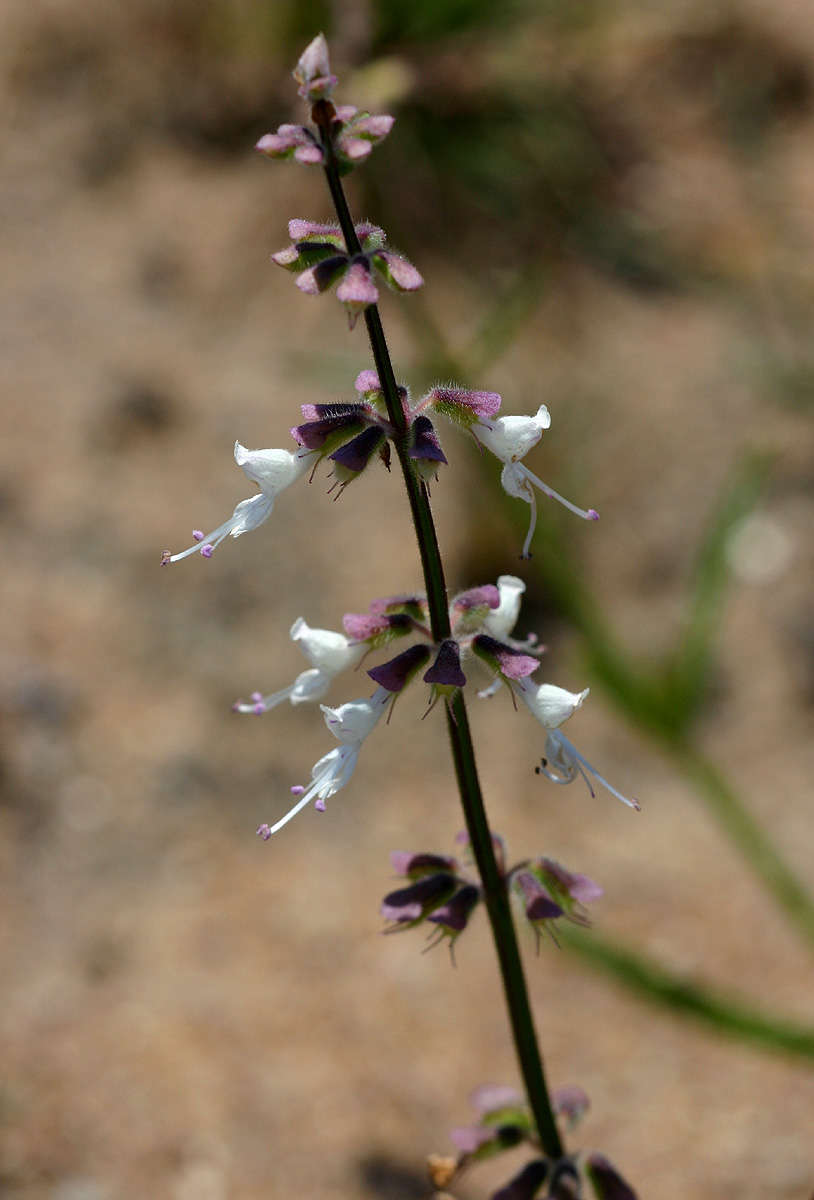 Imagem de Syncolostemon canescens (Gürke) D. F. Otieno