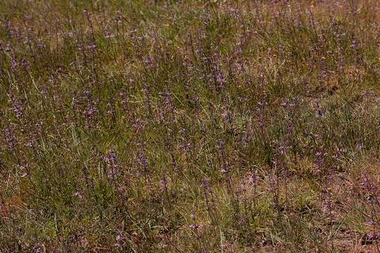 Image de Syncolostemon canescens (Gürke) D. F. Otieno