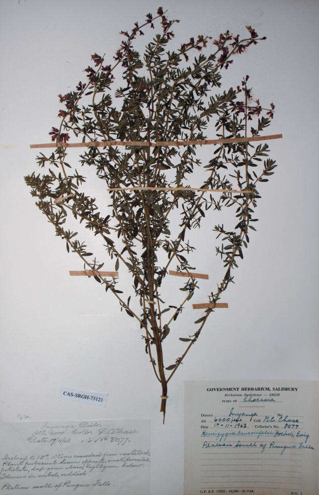 Image of Syncolostemon teucriifolius (Hochst.) D. F. Otieno