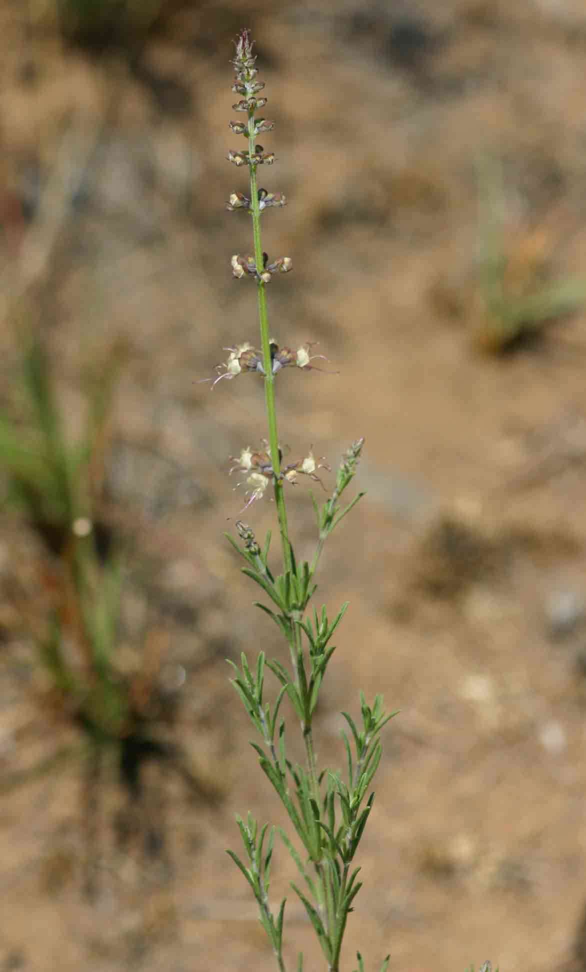 Слика од Ocimum angustifolium Benth.