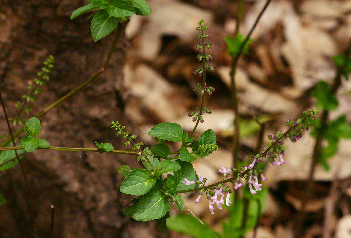 Imagem de Orthosiphon thymiflorus (Roth) Sleesen