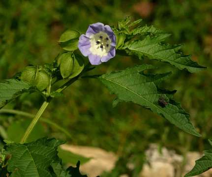 Image of nicandra