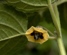 Imagem de Physalis