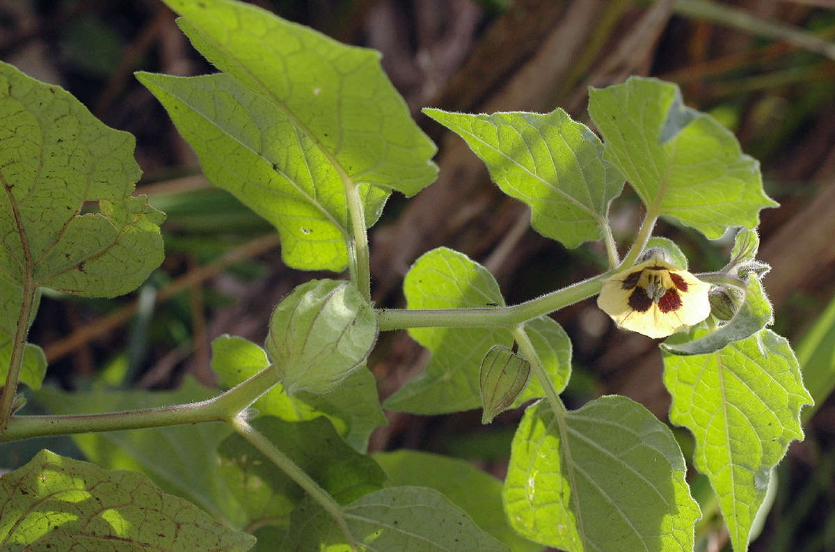 Image of groundcherry