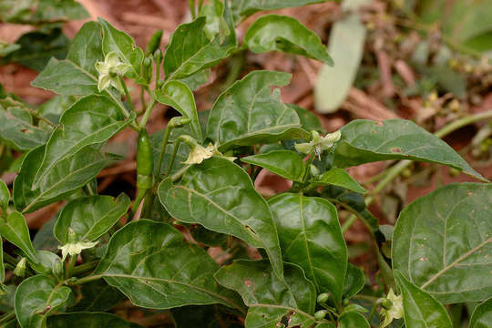 Image of pepper