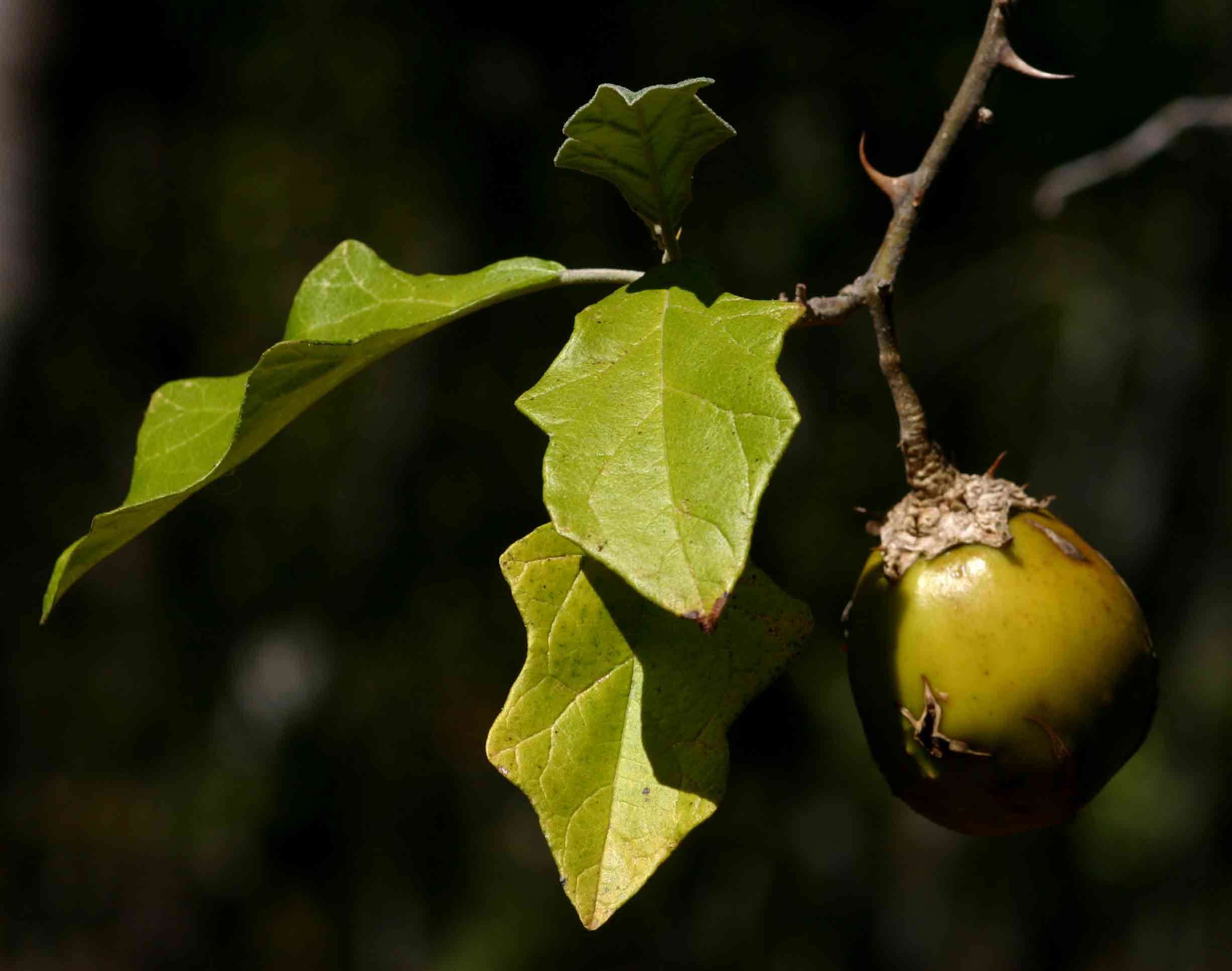 Image of Goat bitter-apple