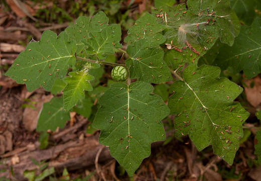 Image of <i>Solanum aculeatissimum</i> Jacq.