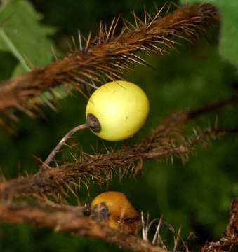 Image of <i>Solanum aculeatissimum</i> Jacq.