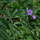 Image of Solanum campylacanthum subsp. campylacanthum