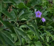 Image de Solanum campylacanthum Hochst. ex A. Rich.