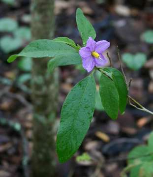 Image de Solanum campylacanthum Hochst. ex A. Rich.