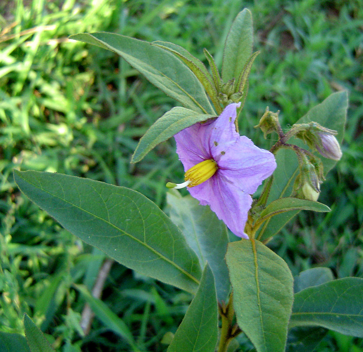 Image de Solanum campylacanthum Hochst. ex A. Rich.