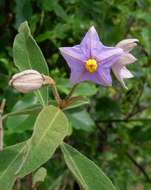 Image de Solanum campylacanthum Hochst. ex A. Rich.