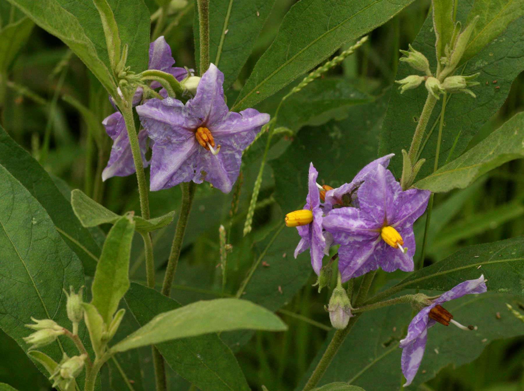 Image de Solanum campylacanthum Hochst. ex A. Rich.