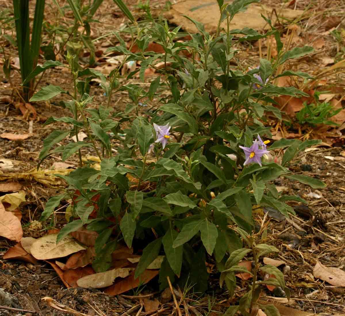 Image de Solanum campylacanthum Hochst. ex A. Rich.