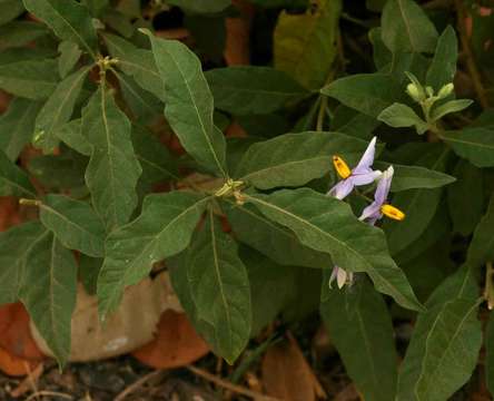 Image de Solanum campylacanthum Hochst. ex A. Rich.