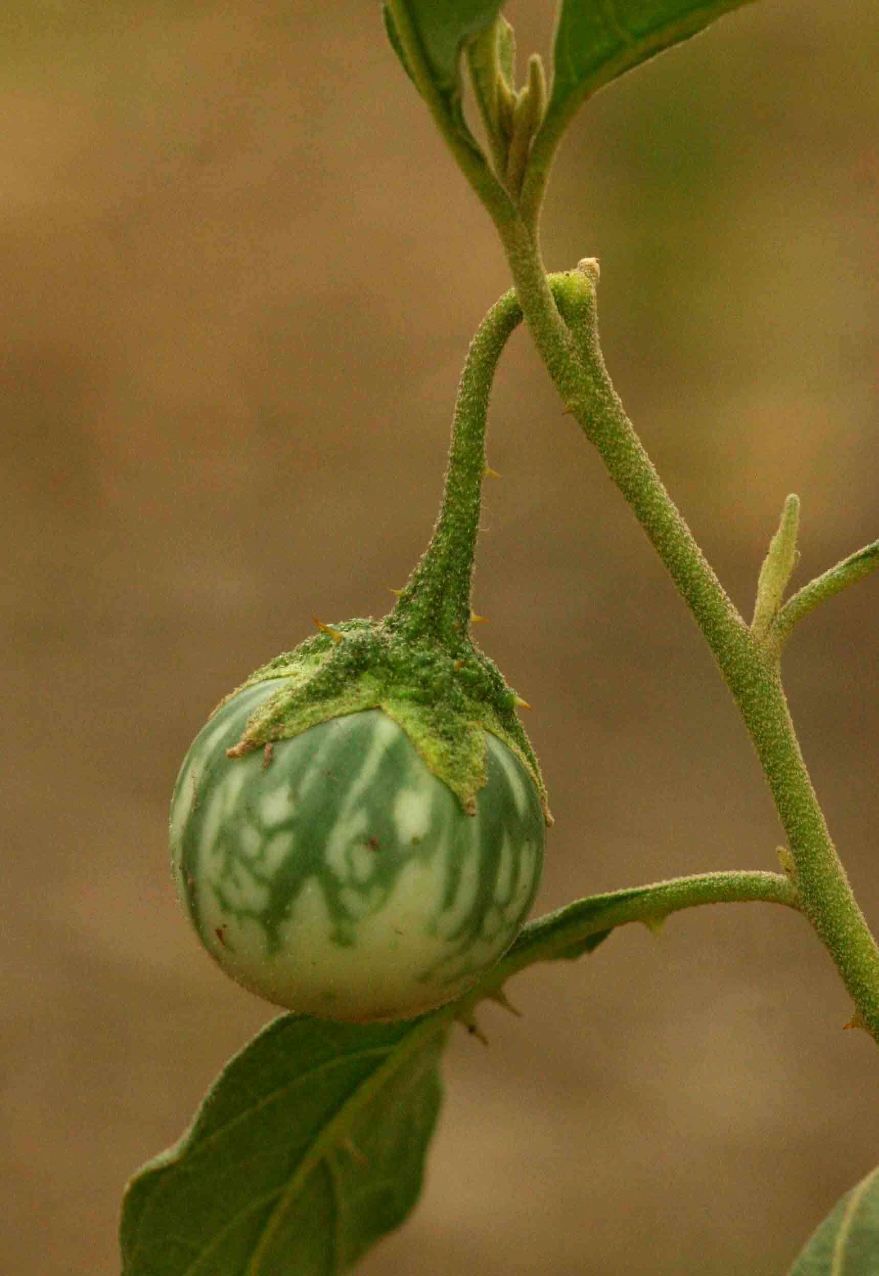 Image de Solanum campylacanthum Hochst. ex A. Rich.