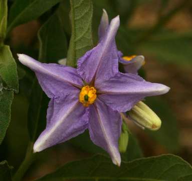 Image de Solanum campylacanthum Hochst. ex A. Rich.