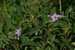 Image de Solanum campylacanthum Hochst. ex A. Rich.